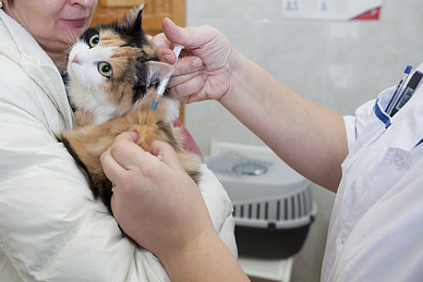  Вакцинация кошек и собак